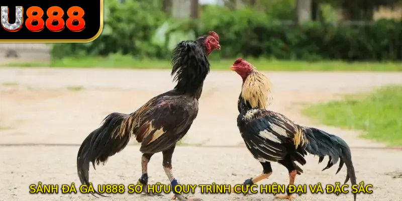 Sảnh đá gà U888 sở hữu quy trình cực hiện đại và đặc sắc