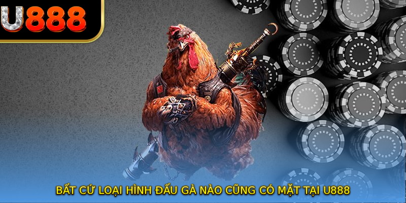 Bất cứ loại hình đấu gà nào cũng có mặt tại U888