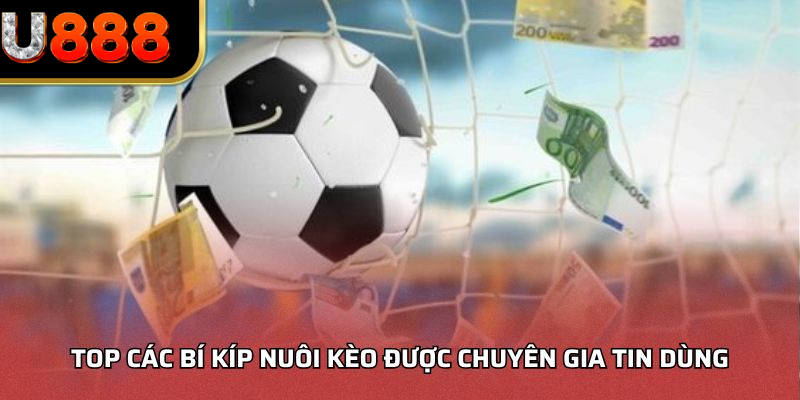 Top các bí kíp nuôi kèo được chuyên gia tin dùng